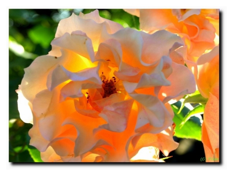 Un peu de chaleur, de fragrance et de lumière