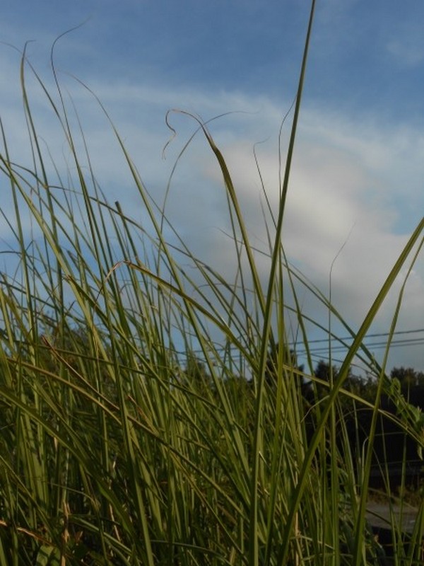 Herbes sauvages s'entrecroisent