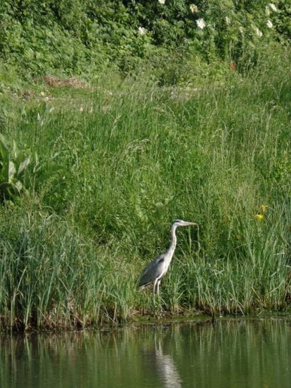 Un jour sur ses longs pieds ....