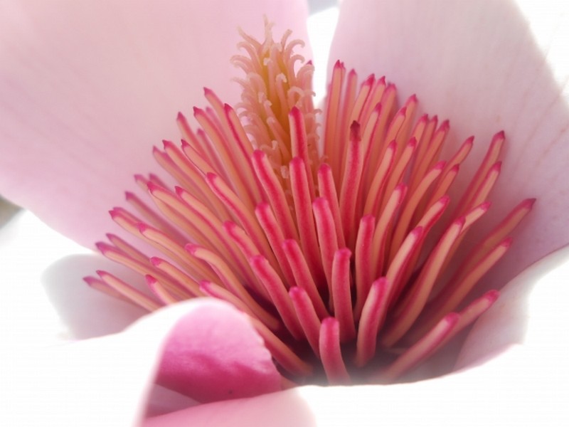 Le coeur d'une fleur ouvert au papillon bleu