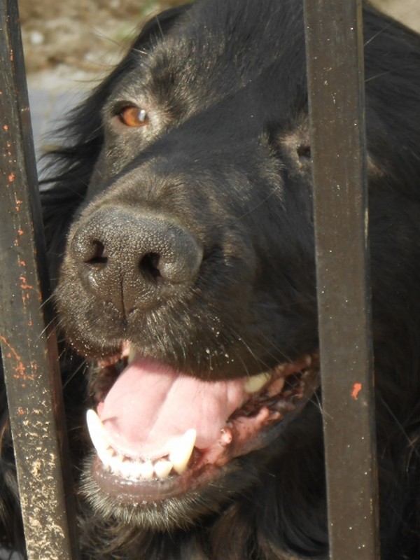 Moi aussi , je souris, je m'appelle Nestor