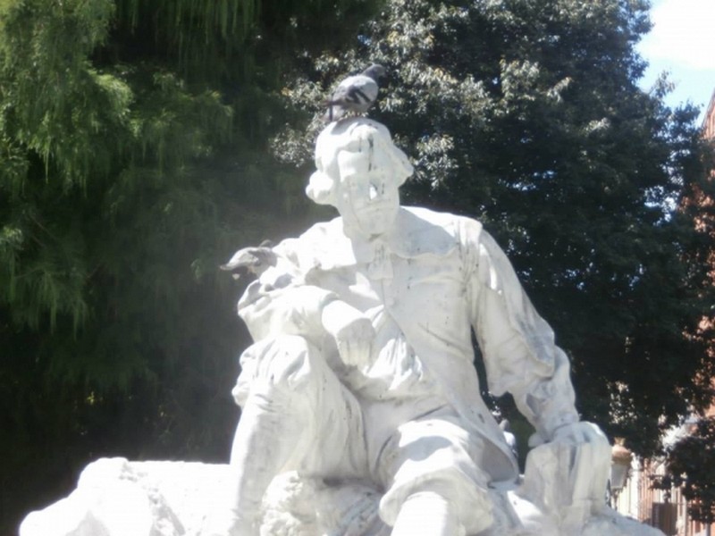 Pigeon Toulousain...