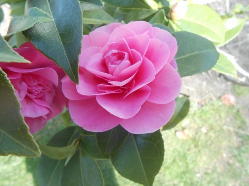 Bientôt là , on l'attend le printemps!