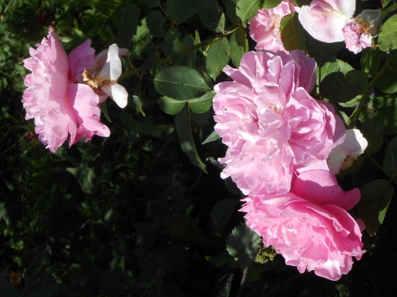 Belle soie de pétales