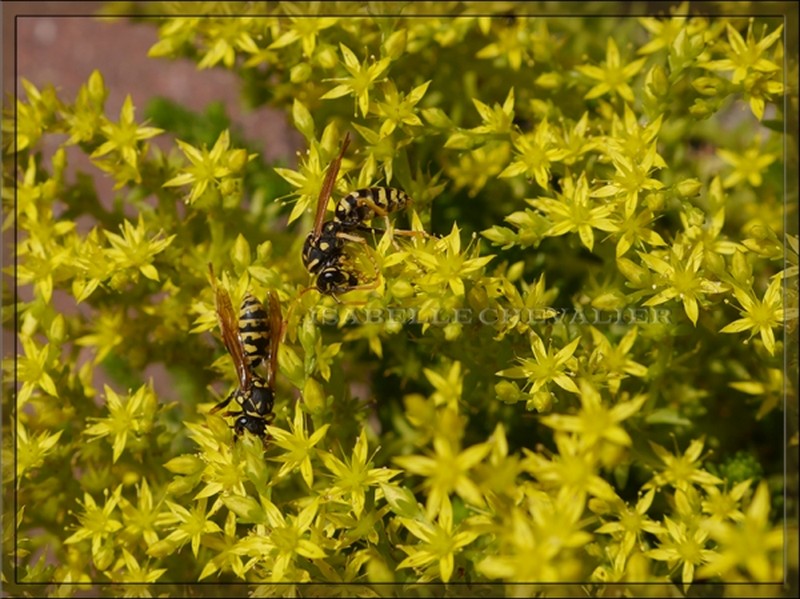 Régal de guêpes.