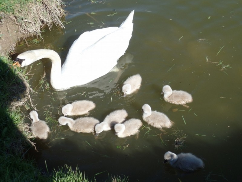 Cygne et sa couvée
