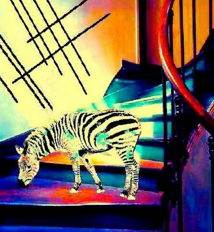Zebra