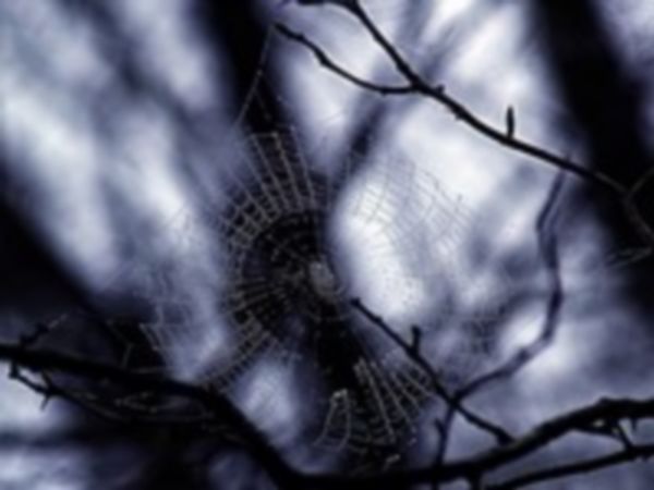 Le web de la forêt 2.0