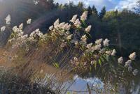 Les roseaux penchants