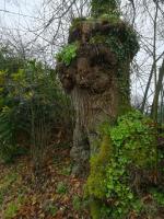 L'arbre qui n'en croyait pas ses yeux