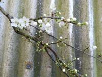 Le prunier fait son printemps