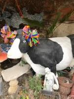 Mambikas,  vache toulousaine