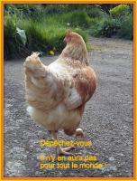 Pâques au poulailler