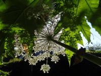 L'ombrelle est de rigueur