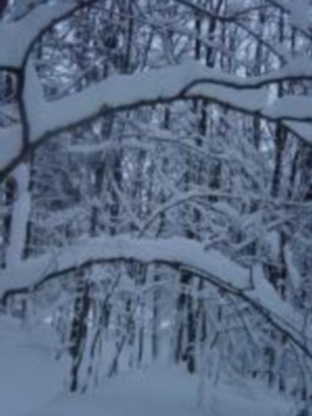 Arceaux sous la neige