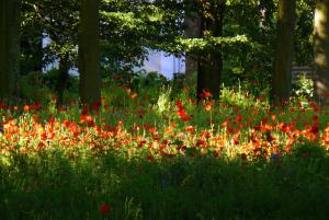 Coquelicots