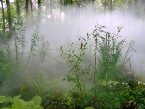 Forêt de brume