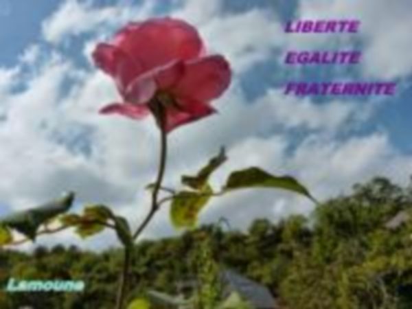 Rose de la liberté