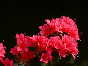 Azalées