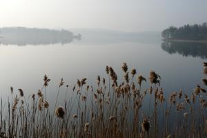 Les sentinelles du lac