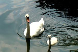 Regarde bien, petit...