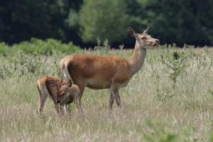faune sauvage
