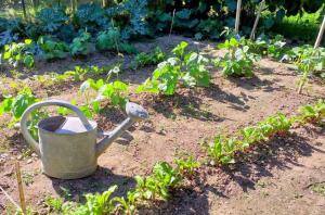 Le potager