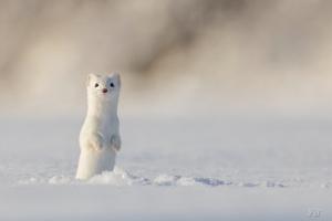 Faune sauvage