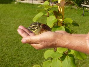 Un oiseau se repose