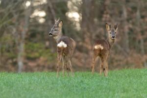 Faune sauvage