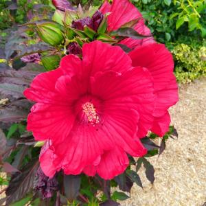 Hibiscus