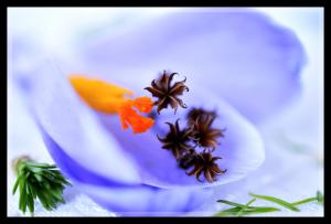 Fleur,2
