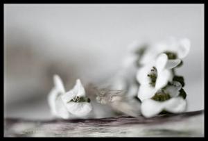 Fleur, 3