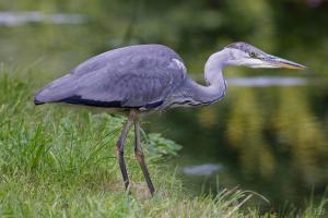 Faune sauvage