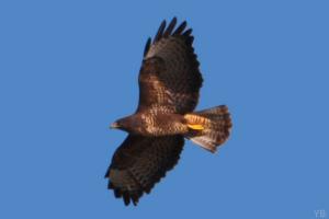 Faune sauvage