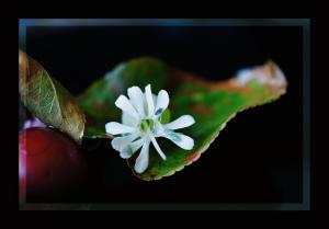 Fleur 7