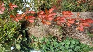 Vierge vigne