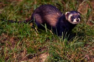 Faune sauvage