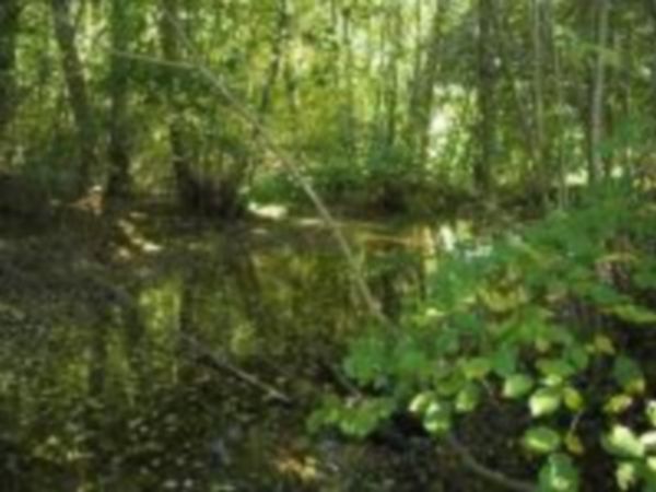 La Mare au Diable en automne