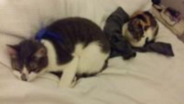 Mes chattes fanny et kitty