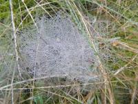 Rosée sur toile d'araigne