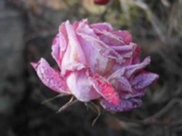 Envers et contre tout