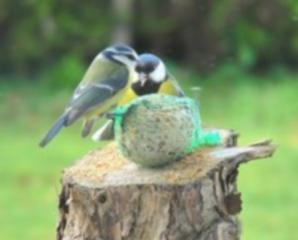 Le repas des mésanges.