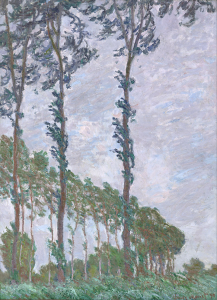 Effet de vent, série des peupliers