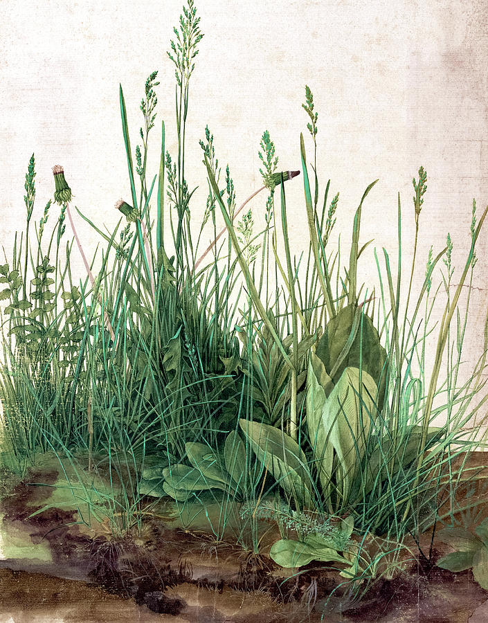 Grande touffe d'herbes