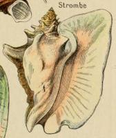 Strombe