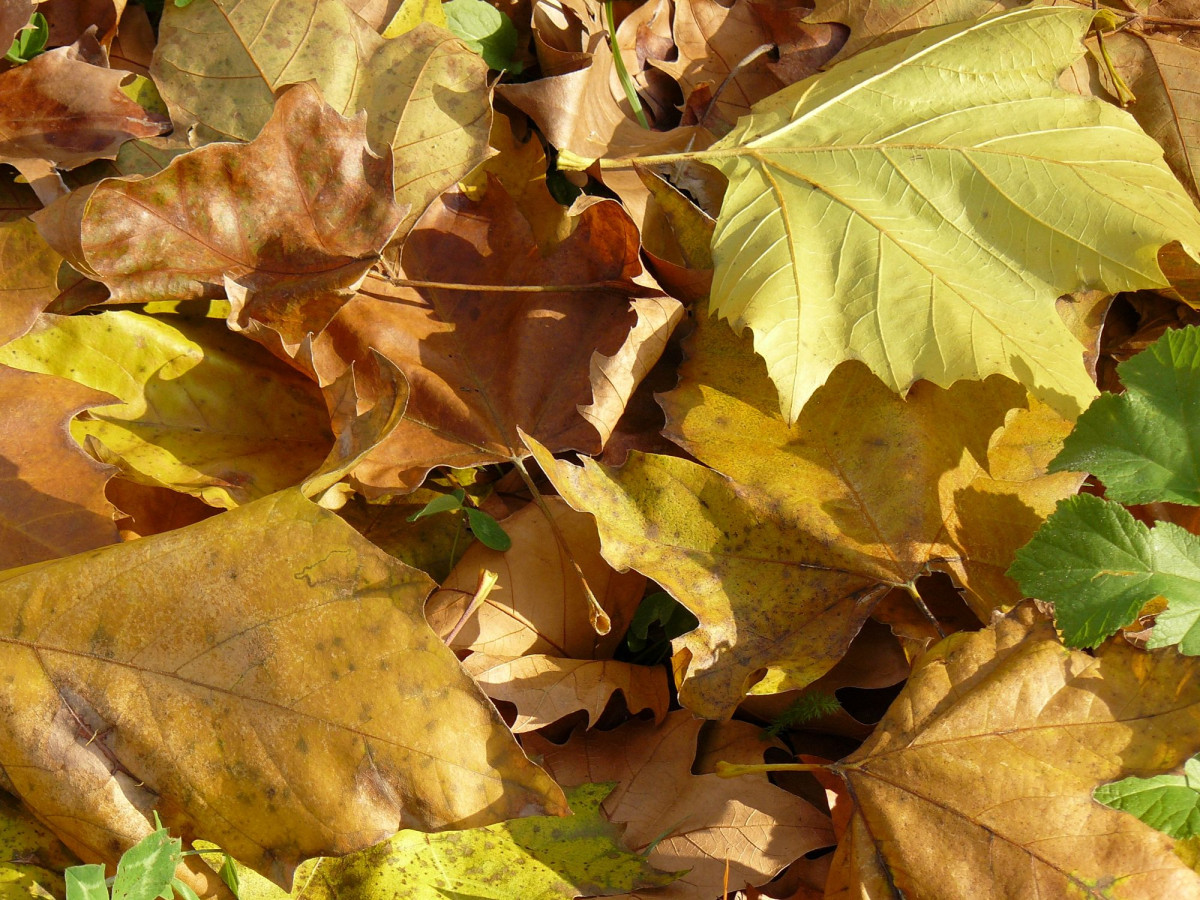 Illustration pour le poème