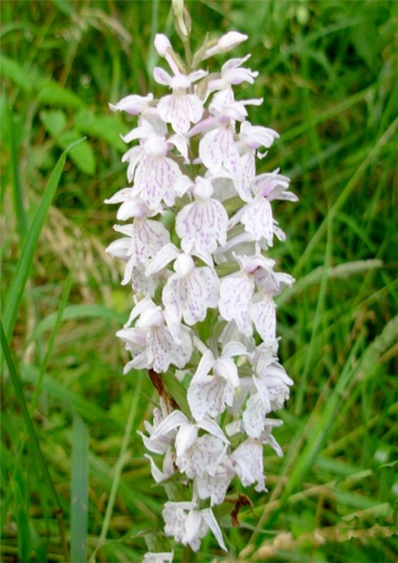 Illustration pour le poème