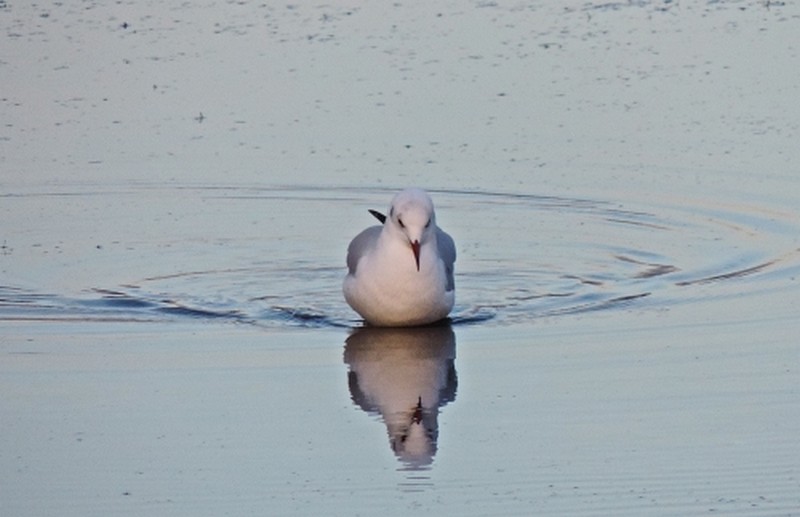Illustration pour le poème