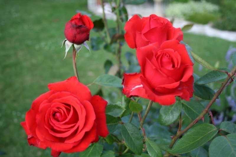 Illustration pour le poème